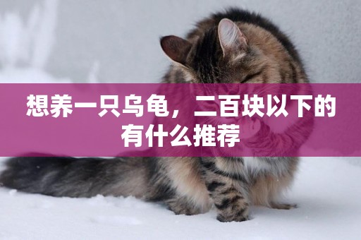 想養一只烏龜，二百塊以下的有什么推薦