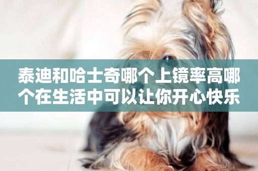 泰迪和哈士奇哪個上鏡率高哪個在生活中可以讓你開心快樂