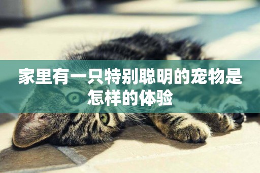 家里有一只特別聰明的寵物是怎樣的體驗