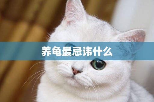 養龜最忌諱什么