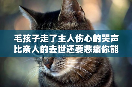 毛孩子走了主人傷心的哭聲比親人的去世還要悲痛你能理解嗎