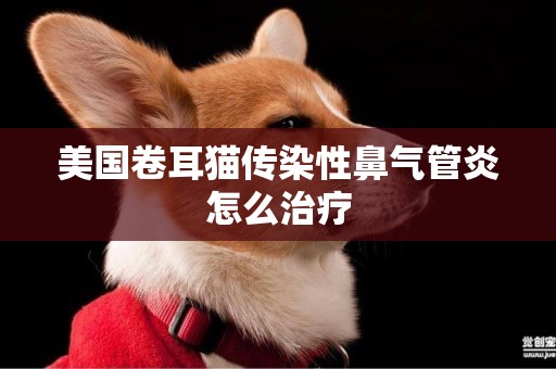 美國卷耳貓傳染性鼻氣管炎怎么治療