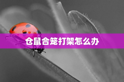 倉鼠合籠打架怎么辦