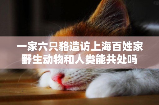 一家六只貉造訪上海百姓家野生動物和人類能共處嗎