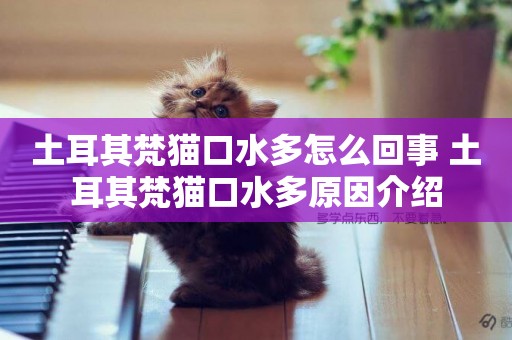 土耳其梵貓口水多怎么回事 土耳其梵貓口水多原因介紹