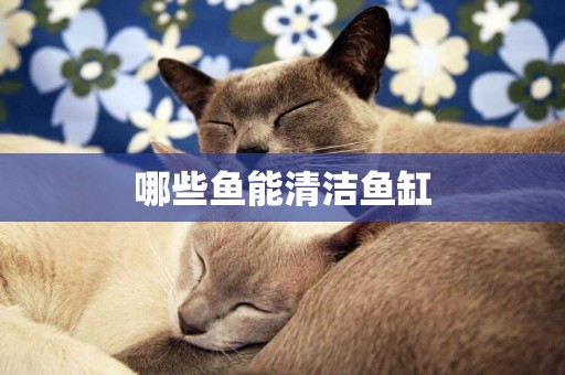 哪些魚能清潔魚缸