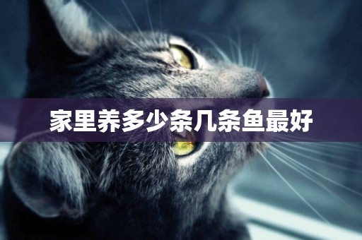 家里養多少條幾條魚最好