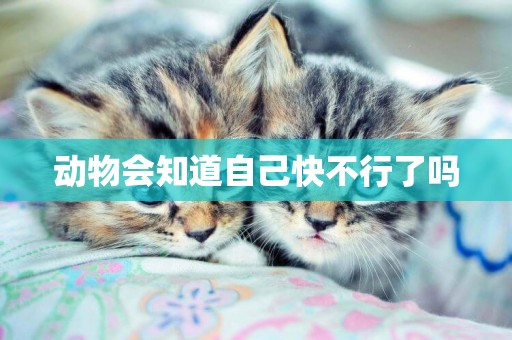 動物會知道自己快不行了嗎