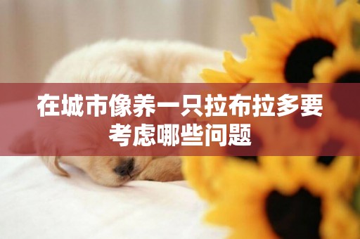 在城市像養一只拉布拉多要考慮哪些問題