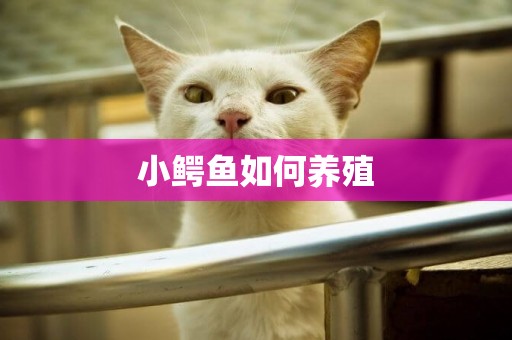 小鱷魚如何養殖