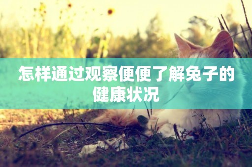怎樣通過觀察便便了解兔子的健康狀況