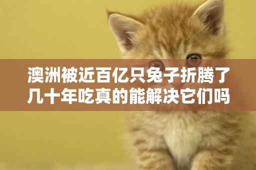 澳洲被近百億只兔子折騰了幾十年吃真的能解決它們嗎