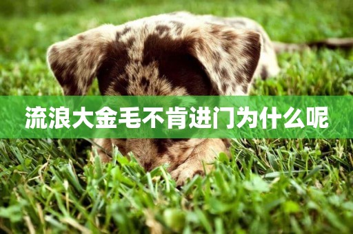 流浪大金毛不肯進門為什么呢