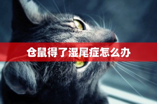 倉鼠得了濕尾癥怎么辦