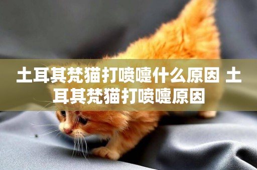 土耳其梵貓打噴嚏什么原因 土耳其梵貓打噴嚏原因
