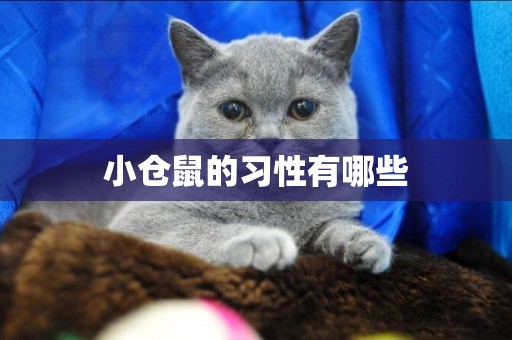 小倉鼠的習性有哪些