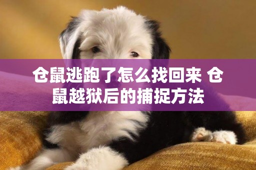 倉鼠逃跑了怎么找回來 倉鼠越獄后的捕捉方法