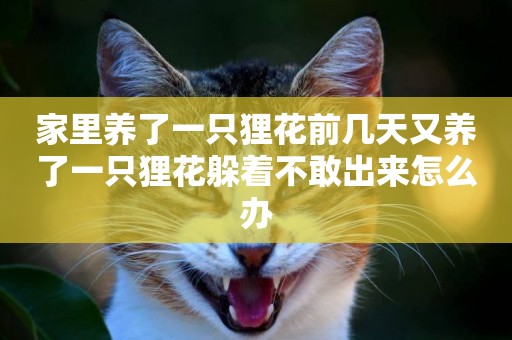 家里養了一只貍花前幾天又養了一只貍花躲著不敢出來怎么辦