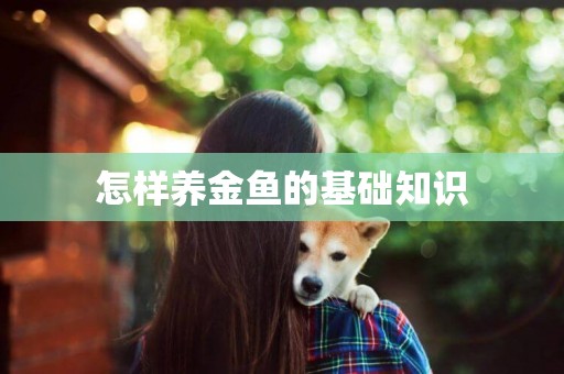 怎樣養金魚的基礎知識
