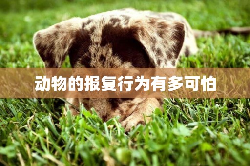 動物的報復行為有多可怕