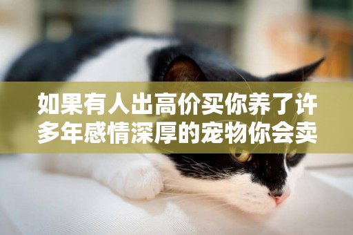 如果有人出高價買你養了許多年感情深厚的寵物你會賣嗎