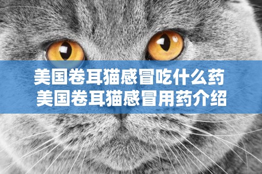 美國卷耳貓感冒吃什么藥 美國卷耳貓感冒用藥介紹