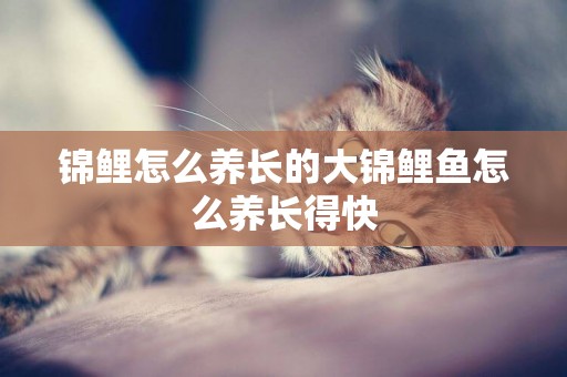 錦鯉怎么養長的大錦鯉魚怎么養長得快
