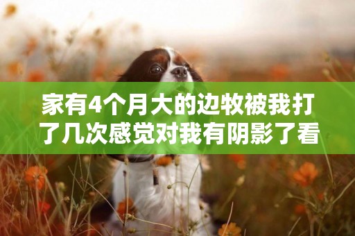 家有4個月大的邊牧被我打了幾次感覺對我有陰影了看到我一個眼神或者聲音大一點就趴地下怎么改變