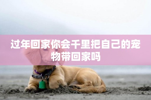 過年回家你會千里把自己的寵物帶回家嗎