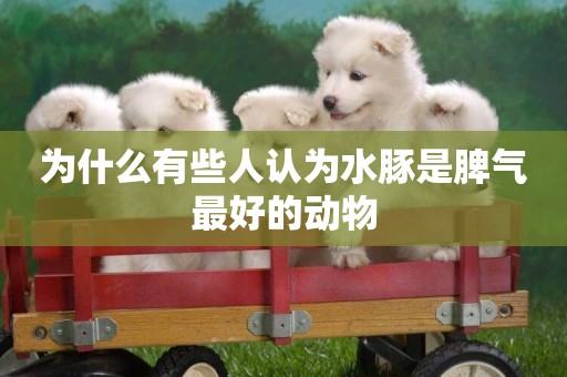 為什么有些人認為水豚是脾氣最好的動物