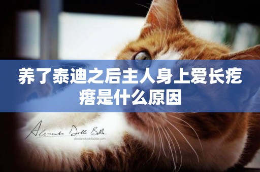 養了泰迪之后主人身上愛長疙瘩是什么原因