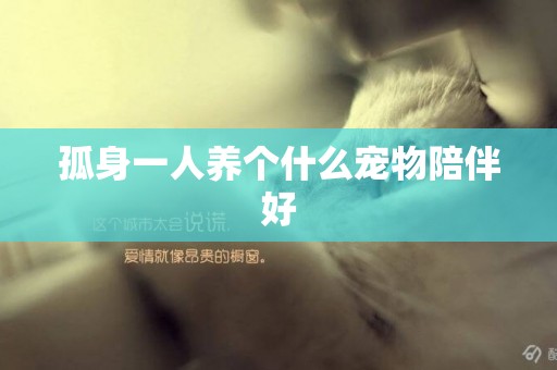 孤身一人養個什么寵物陪伴好