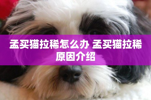孟買貓拉稀怎么辦 孟買貓拉稀原因介紹