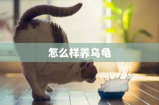 怎么樣養烏龜