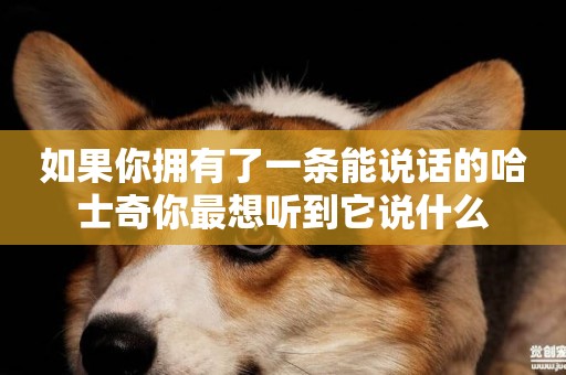如果你擁有了一條能說話的哈士奇你最想聽到它說什么
