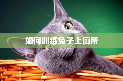 如何訓練兔子上廁所