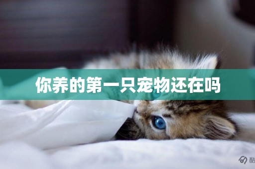 你養的第一只寵物還在嗎