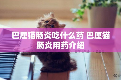巴厘貓腸炎吃什么藥 巴厘貓腸炎用藥介紹