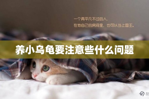 養小烏龜要注意些什么問題