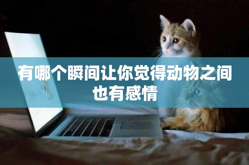 有哪個瞬間讓你覺得動物之間也有感情