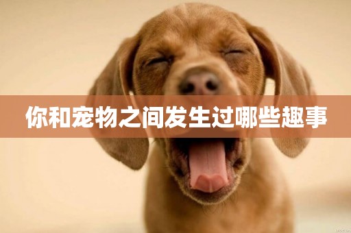 你和寵物之間發生過哪些趣事