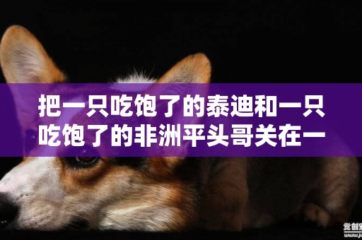 把一只吃飽了的泰迪和一只吃飽了的非洲平頭哥關在一個籠子里會出現什么情況