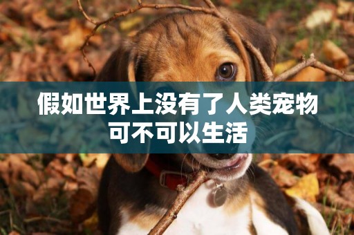 假如世界上沒有了人類寵物可不可以生活