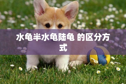 水龜半水龜陸龜 的區分方式