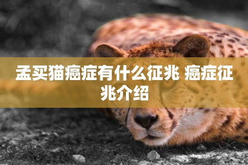 孟買貓癌癥有什么征兆 癌癥征兆介紹