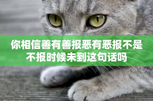 你相信善有善報惡有惡報不是不報時候未到這句話嗎