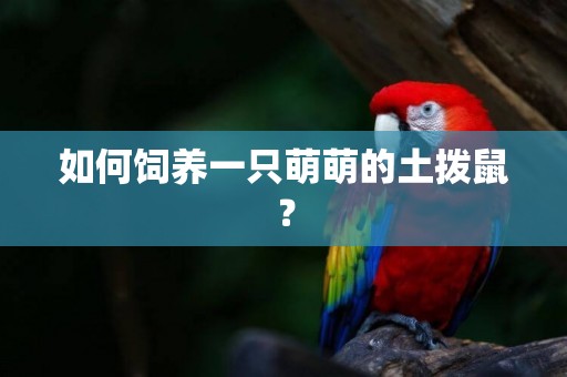 如何飼養一只萌萌的土撥鼠？