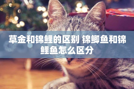 草金和錦鯉的區別 錦鯽魚和錦鯉魚怎么區分