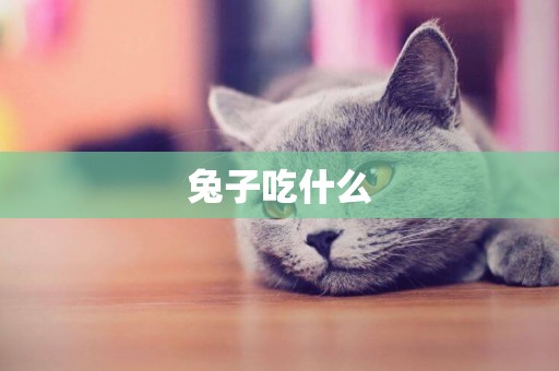 兔子吃什么