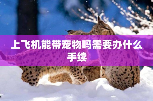 上飛機能帶寵物嗎需要辦什么手續
